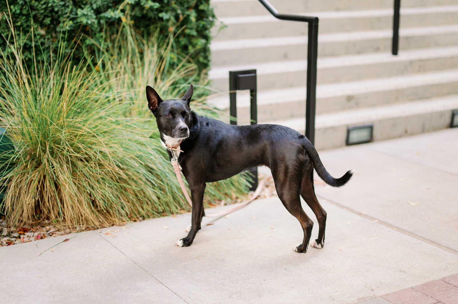 San Diego Wedding Photographer