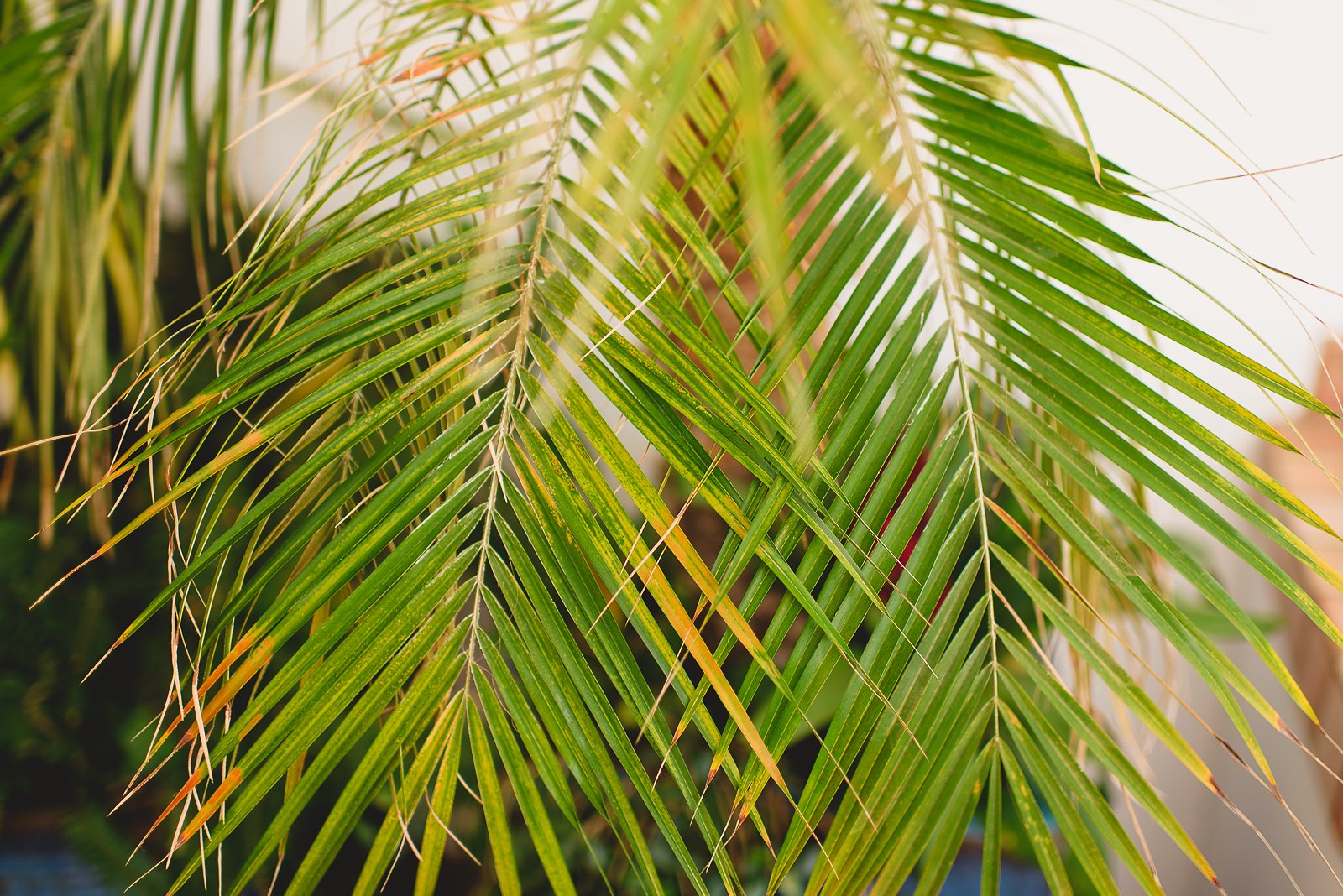 Descanso Beach Club Wedding Photos