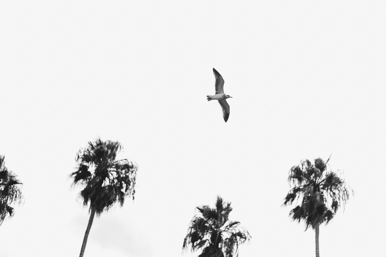 la-valencia-wedding-photos