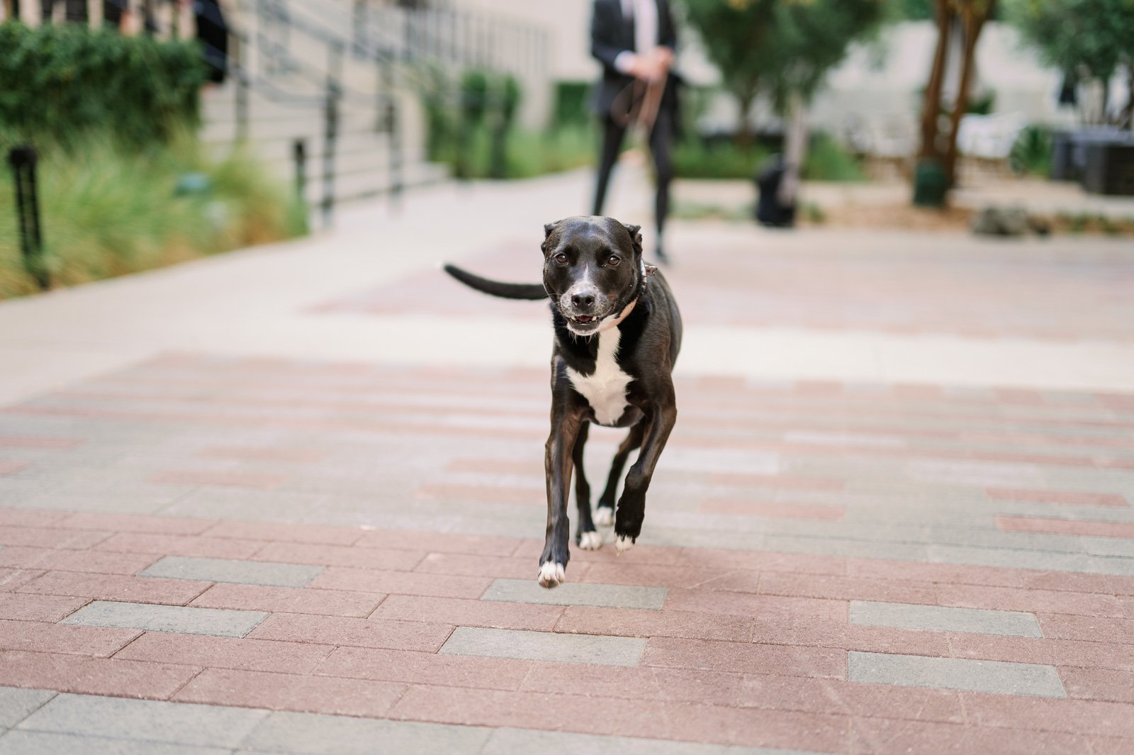 San Diego Wedding Photographer
