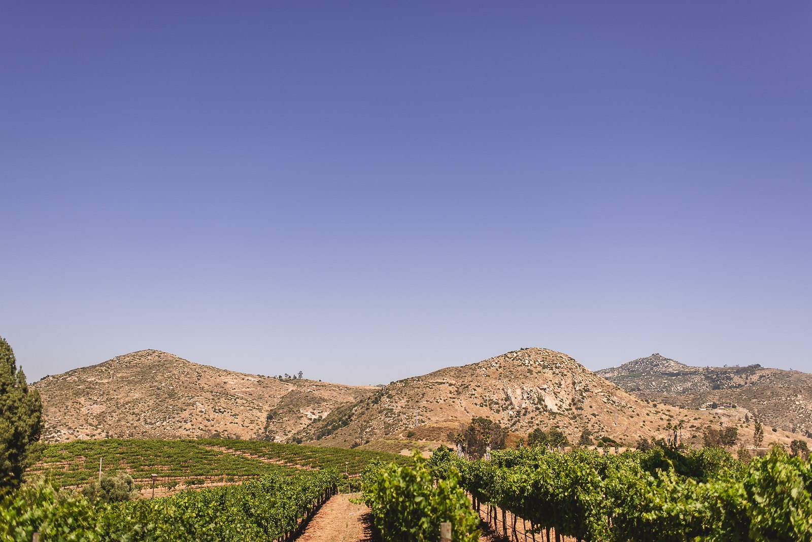orfila-winery-wedding-photos-t-n-27.jpg