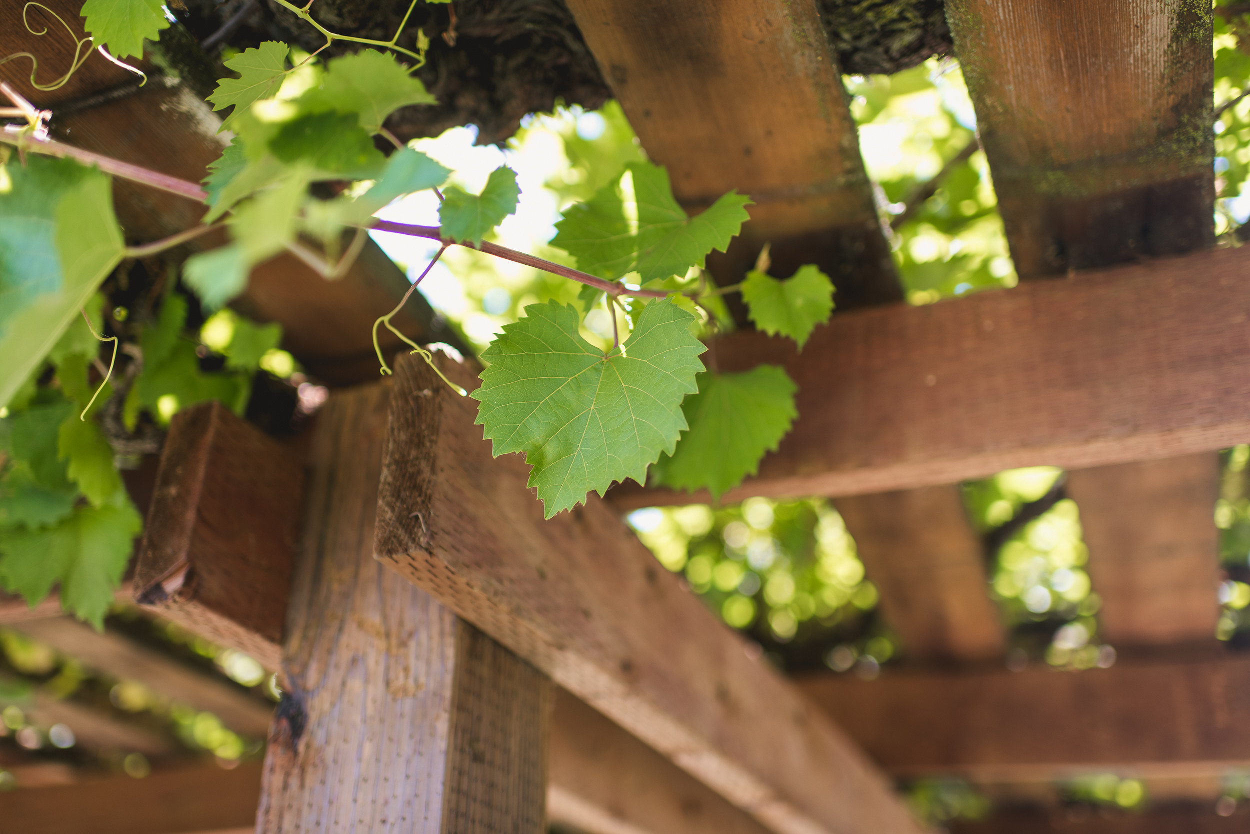 orfila-winery-wedding-photos-t-n-1.jpg
